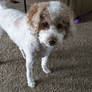 Meet your Posher, Jayla